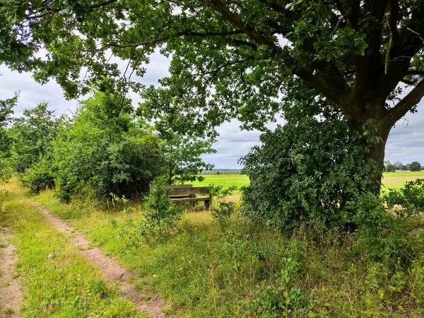 202308050-22 - Feldweg mit Rastplatz bei Bergholz, Fläming, Brandenburg, Deutschland