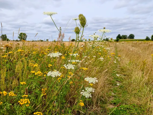 202308050-20 - Feldweg mit Wilder Möhre und Rainfarn bei Bergholz, Fläming, Brandenburg, Deutschland