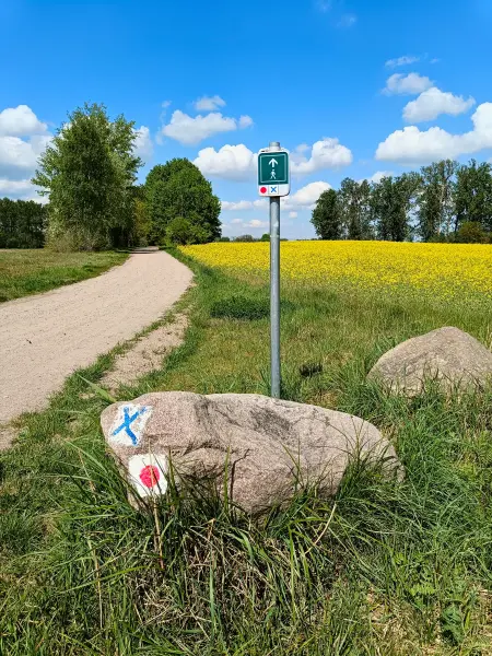 202605090-11 - Feldweg und Rapsfeld bei Angermünde, Uckermark, Brandenburg, Deutschland