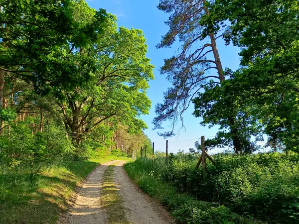 202605270-39 - Feldweg zum Dobbertiner See, Mecklenburgische Seenplatte, Mecklenburg-Vorpommern, Deutschland