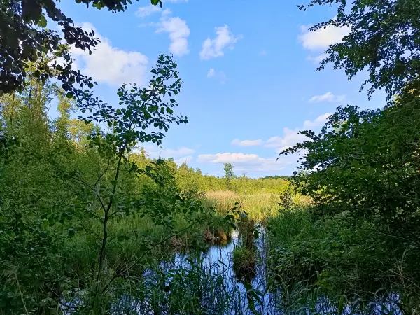202506110-26 - Feuchtgebiet am Hechtgraben bei Himmelpfort, Ruppiner Seenland, Brandenburg, Deutschland