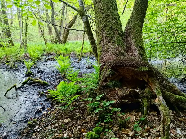202505130-39 - Feuchtgebiet im Müritz-Nationalpark, Mecklenburgische Seenplatte, Mecklenburg-Vorpommern, Deutschland