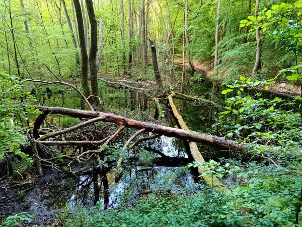 202505130-40 - Feuchtgebiet im Müritz-Nationalpark, Mecklenburgische Seenplatte, Mecklenburg-Vorpommern, Deutschland