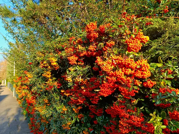 202511220-14 - Feuerdorn in Marienfelde, Berlin, Deutschland