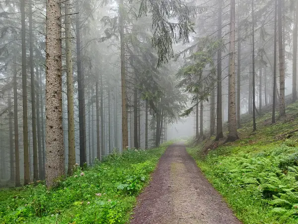 202308180-15 - Fichtenwald im Deister, Weserbergland, Niedersachsen, Deutschland