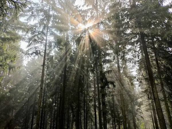 202308180-17 - Fichtenwald im Deister, Weserbergland, Niedersachsen, Deutschland