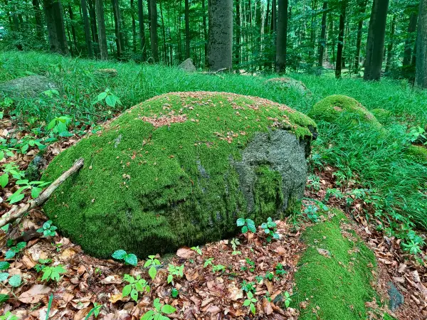 202606090-01 - Findlinge im Hullerbusch bei Feldberg, Mecklenburgische Seenplatte, Mecklenburg-Vorpommern, Deutschland