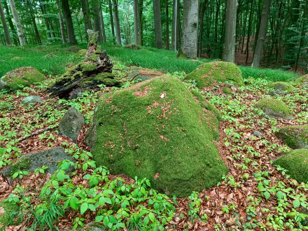 202606090-02 - Findlinge im Hullerbusch bei Feldberg, Mecklenburgische Seenplatte, Mecklenburg-Vorpommern, Deutschland