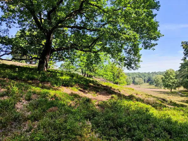 202308190-30 - Fischbeker Heide, Hamburg, Deutschland