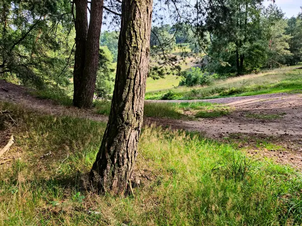 202308190-15 - Fischbektal in der Fischbeker Heide, Hamburg, Deutschland