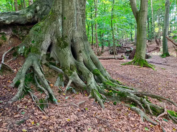 202309230-29 - Fledermauswald bei Reinbek, Herzogtum Lauenburg und Stormarn, Schleswig-Holstein, Deutschland