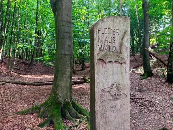 202309230-30 - Fledermauswald bei Reinbek, Herzogtum Lauenburg und Stormarn, Schleswig-Holstein, Deutschland