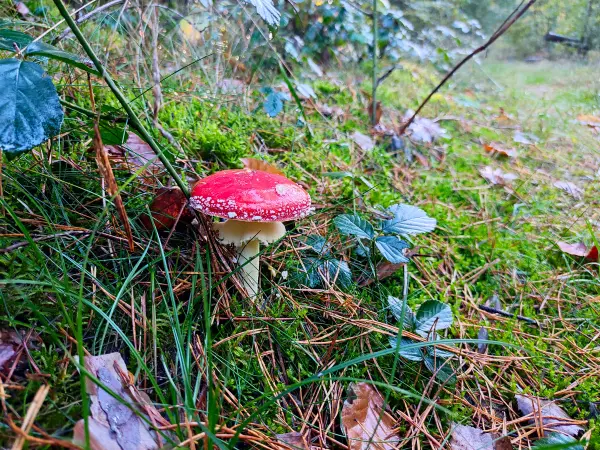 202310250-43 - Fliegenpilz bei Kloster Lehnin, Fläming, Brandenburg, Deutschland