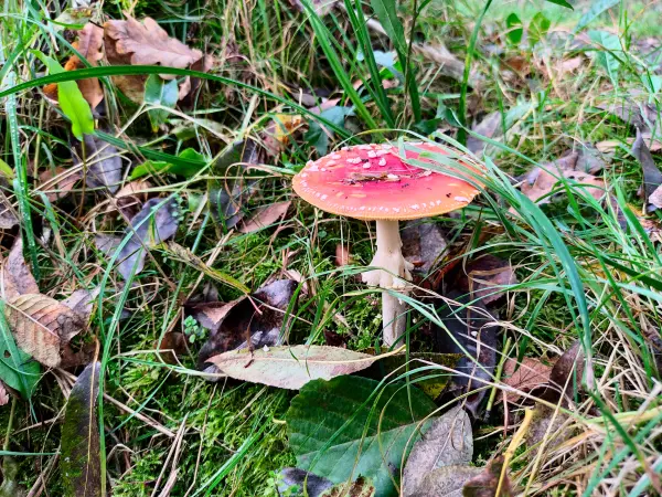 202310230-27 - Fliegenpilz bei Lübbenau, Spreewald, Brandenburg, Deutschland