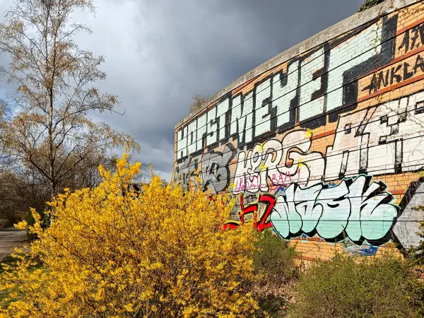 202604040-08 - Forsythie und Street Art in Tempelhof, Berlin, Deutschland