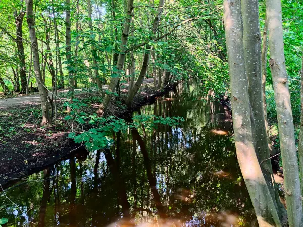 202308181-15 - Freitagsbach bei Celle, Lüneburger Heide, Niedersachsen, Deutschland