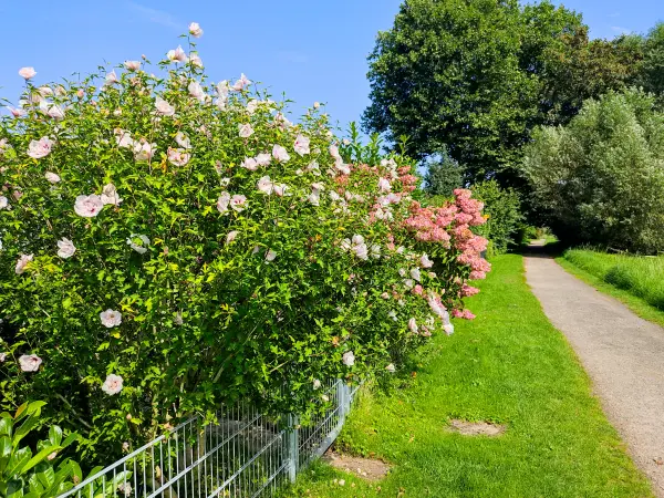 202308220-13 - Gärten an den Schwingewiesen bei Stade, Niedersachsen, Deutschland