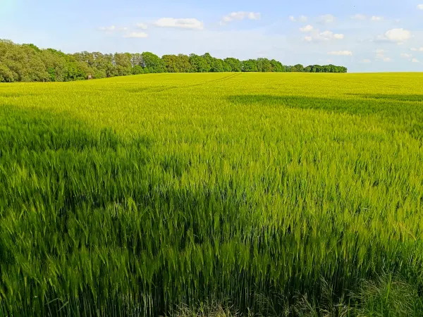 202605231-06 - Getreidefeld bei Alt Schwerin, Mecklenburgische Seenplatte, Mecklenburg-Vorpommern, Deutschland
