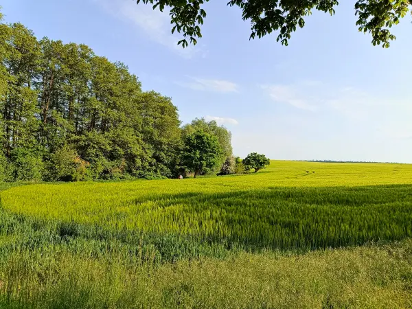 202605231-08 - Getreidefeld bei Alt Schwerin, Mecklenburgische Seenplatte, Mecklenburg-Vorpommern, Deutschland
