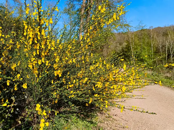 202604240-25 - Ginster bei Nöthen, Eifel, Nordrhein-Westfalen, Deutschland