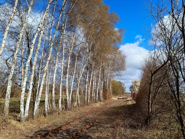 202604060-11 - Gleise der Heidekrautbahn bei Blankenfelde, Berlin, Deutschland