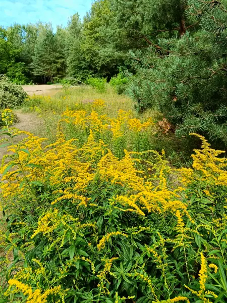 202508300-11 - Goldrute im NSG Baumberge in Heiligensee, Berlin, Deutschland