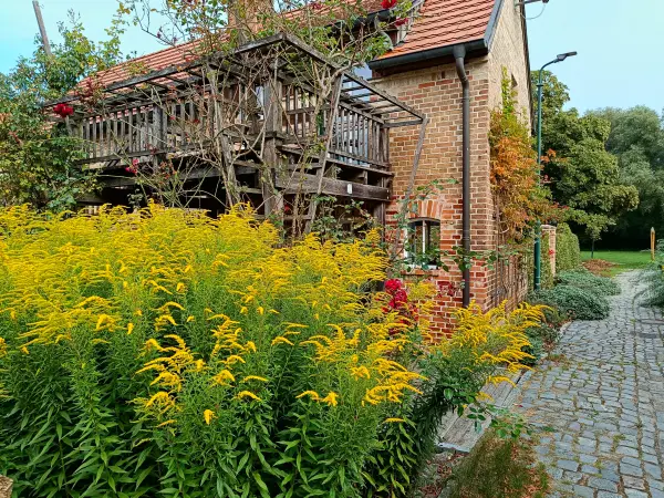 202509100-02 - Goldrute vor einem Haus in Wesenberg, Mecklenburgische Seenplatte, Mecklenburg-Vorpommern, Deutschland