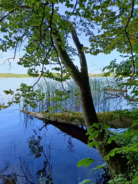 202508110-13 - Grienericksee bei Rheinsberg, Ruppiner Seenland, Brandenburg, Deutschland