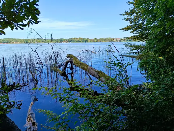 202508110-14 - Grienericksee bei Rheinsberg, Ruppiner Seenland, Brandenburg, Deutschland