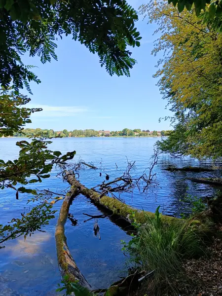 202508110-15 - Grienericksee bei Rheinsberg, Ruppiner Seenland, Brandenburg, Deutschland