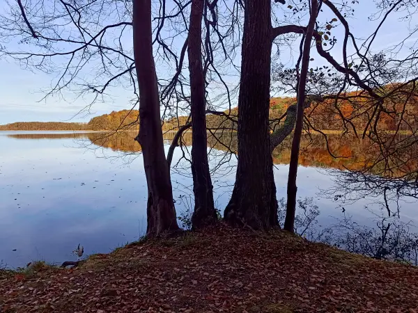 202511050-27 - Groß Labenzer See bei Friedrichswalde, Mecklenburgische Seenplatte, Mecklenburg-Vorpommern, Deutschland