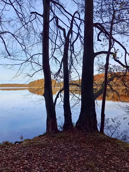 202511050-28 - Groß Labenzer See bei Friedrichswalde, Mecklenburgische Seenplatte, Mecklenburg-Vorpommern, Deutschland