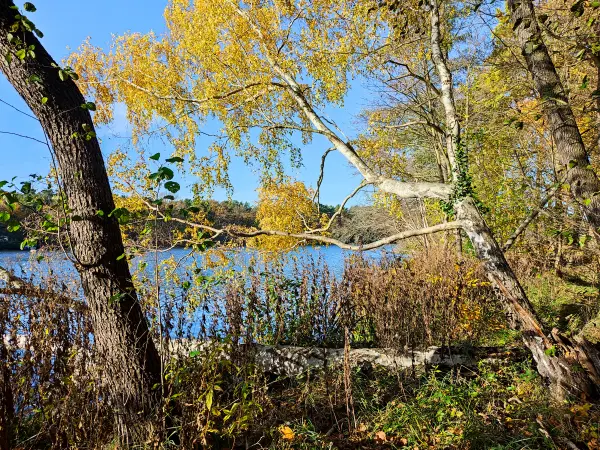 202311130-35 - Große Krampe bei Müggelheim, Berlin, Deutschland