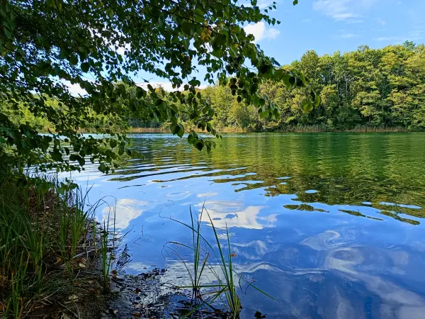 202509010-21 - Großer Glietzensee im NSG Stechlin, Ruppiner Seenland, Brandenburg, Deutschland