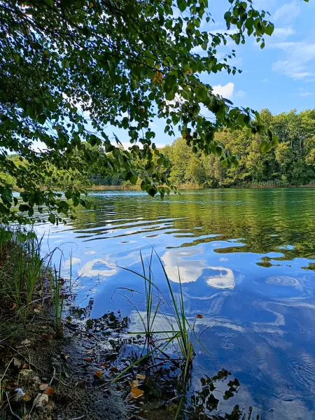 202509010-22 - Großer Glietzensee im NSG Stechlin, Ruppiner Seenland, Brandenburg, Deutschland