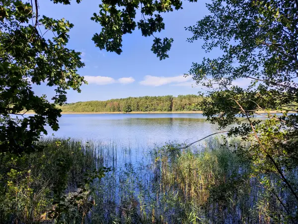 202309160-06 - Großer Glubigsee bei Wendisch Rietz, Seenland Oder-Spree, Brandenburg, Deutschland