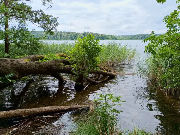 202508020-14 - Großer Klobichsee bei Münchehofe, Märkische Schweiz, Seenland Oder-Spree, Brandenburg, Deutschland