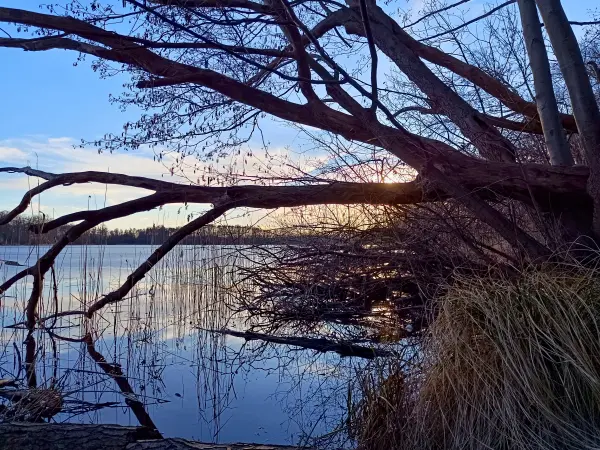 202603020-31 - Großer Plessower See bei Werder, Havelland, Brandenburg, Deutschland