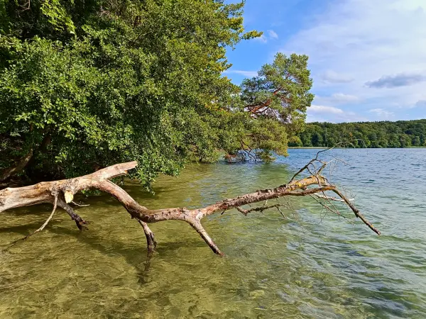 202509010-26 - Großer Stechlinsee im NSG Stechlin, Ruppiner Seenland, Brandenburg, Deutschland