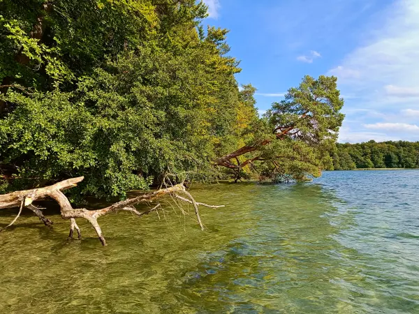 202509010-27 - Großer Stechlinsee im NSG Stechlin, Ruppiner Seenland, Brandenburg, Deutschland