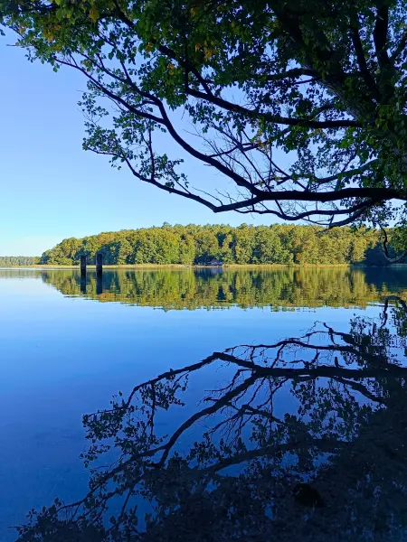 202509010-39 - Großer Stechlinsee im NSG Stechlin, Ruppiner Seenland, Brandenburg, Deutschland