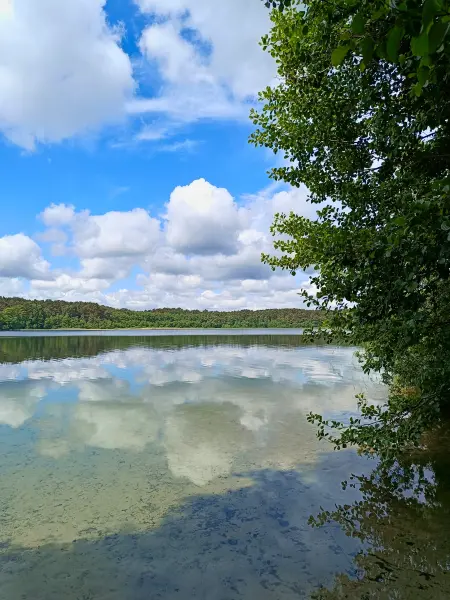 202606060-06 - Großer Weißer See bei Wesenberg, Mecklenburgische Seenplatte, Mecklenburg-Vorpommern, Deutschland