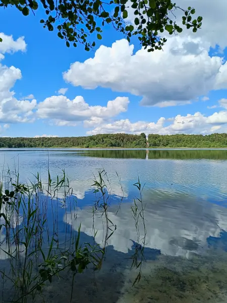 202606060-25 - Großer Weißer See bei Wesenberg, Mecklenburgische Seenplatte, Mecklenburg-Vorpommern, Deutschland