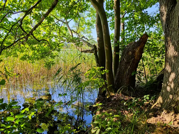 202309160-21 - Grubensee bei Limsdorf, Seenland Oder-Spree, Brandenburg, Deutschland