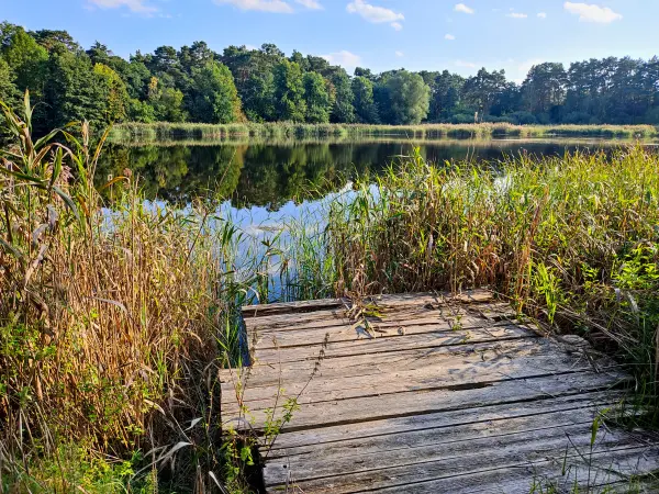 202309160-27 - Grubensee bei Limsdorf, Seenland Oder-Spree, Brandenburg, Deutschland