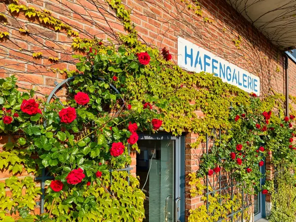 202506030-39 - Hafengalerie am Stadthafen Neustrelitz, Mecklenburgische Seenplatte, Mecklenburg-Vorpommern, Deutschland