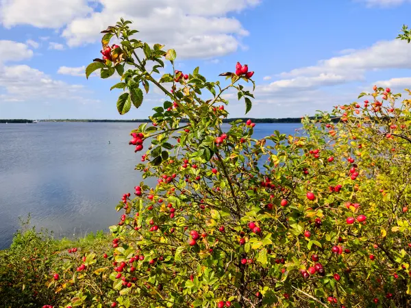 202309150-11 - Hagebutten am Senftenberger See bei Großkoschen, Lausitz, Brandenburg, Deutschland