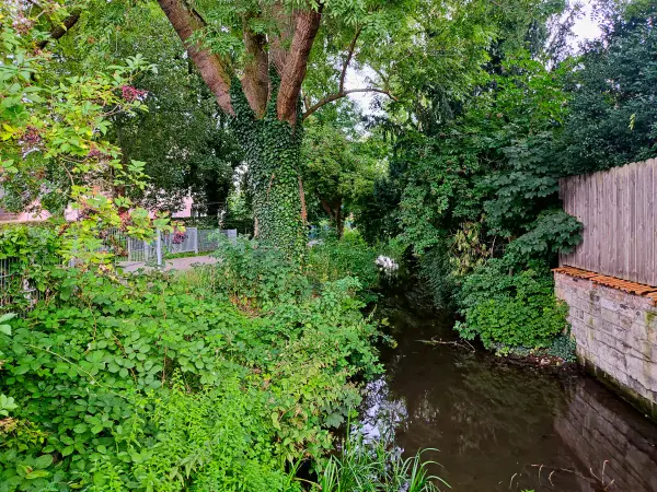 202308151-05 - Hamel in Hameln, Weserbergland, Niedersachsen, Deutschland