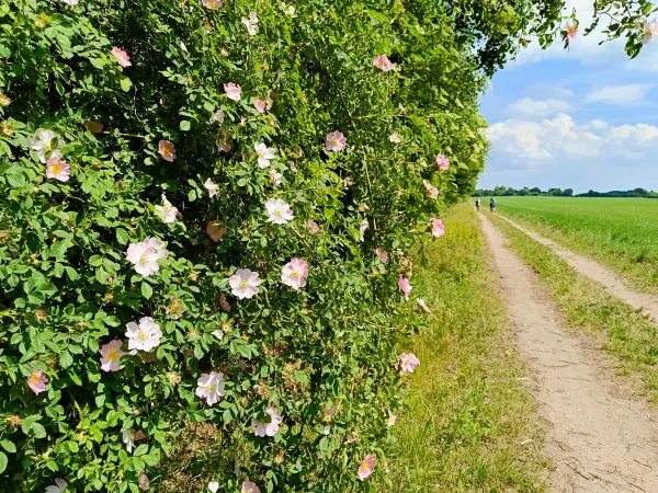 202505310-11 - Heckenrosen bei Hagelberg, Fläming, Brandenburg, Deutschland
