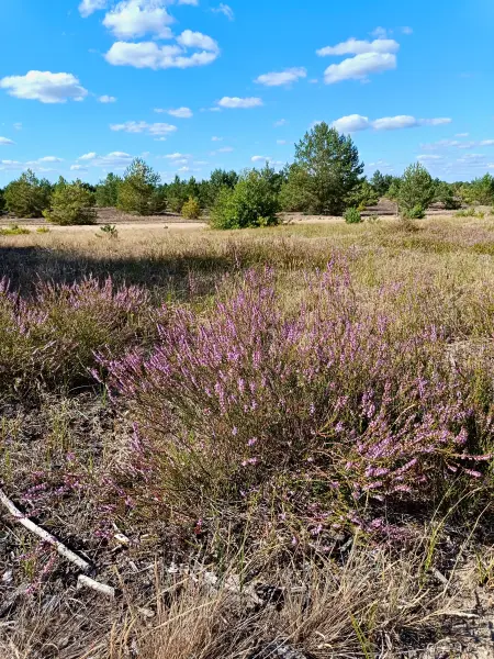 202508180-03 - Heide im Wildnisgebiet Jüterbog bei Luckenwalde, Fläming, Brandenburg, Deutschland